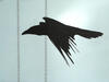 _B000267croofm.jpg